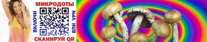 Псилоцибиновые грибы Cubensis  Купить где  Дивногорск 